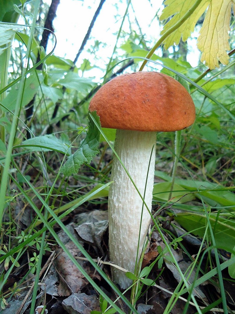 Кряква красногрудая