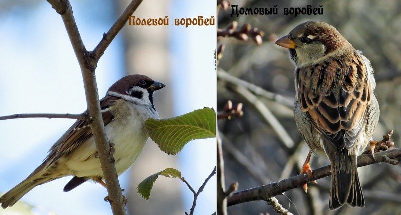 Слеток полевого воробья