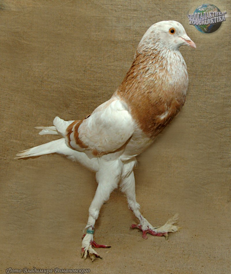Брненский дутыш