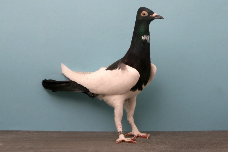 Ice Pigeon