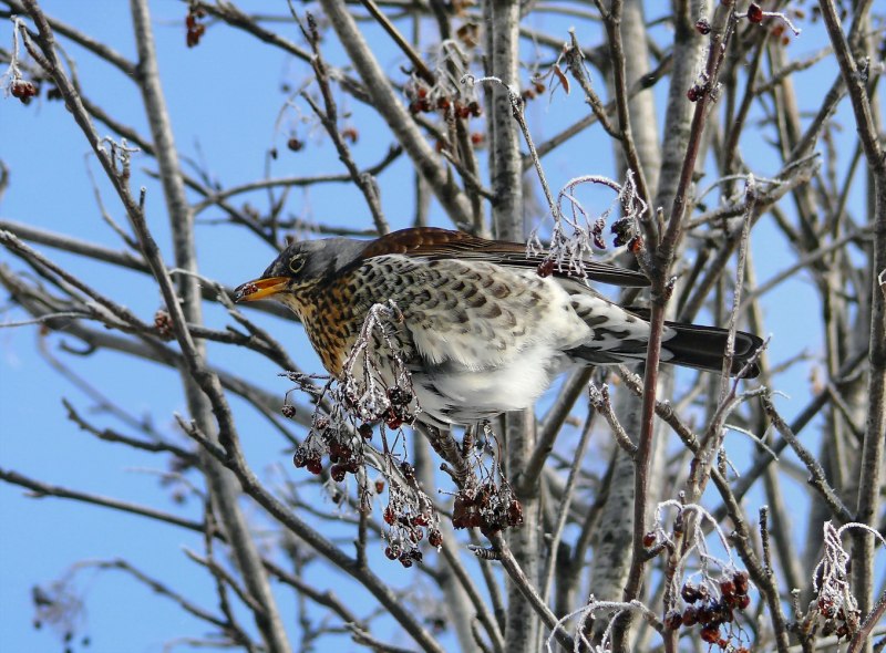 Рябинник (turdus pilaris
