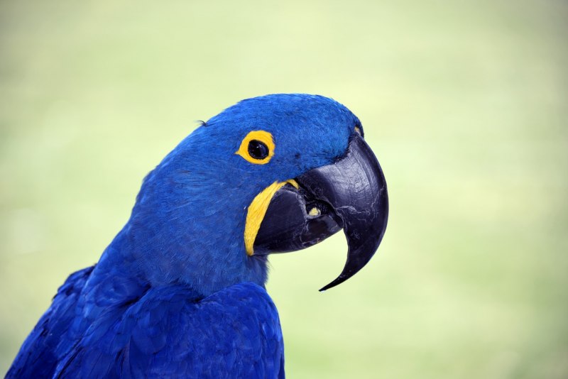 Anodorhynchus hyacinthinus