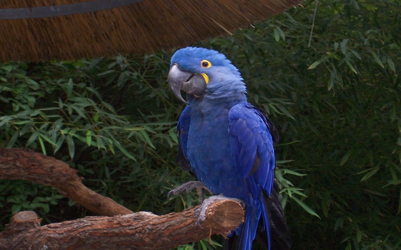 Попугай ара синий (53 фото)