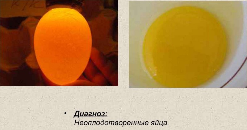 Неоплодотворенное яйцо курицы