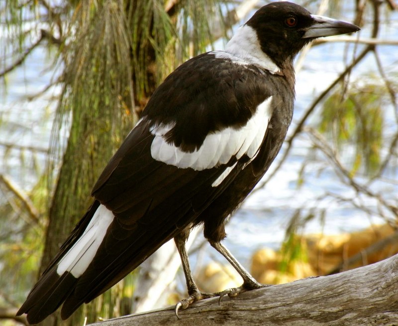 Australian Magpie