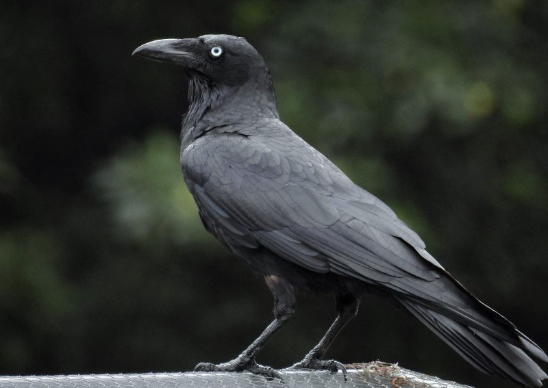 Walk Crow images on ground