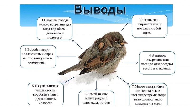 Хищные птицы Сова