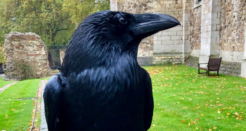 The Tower of London вороны