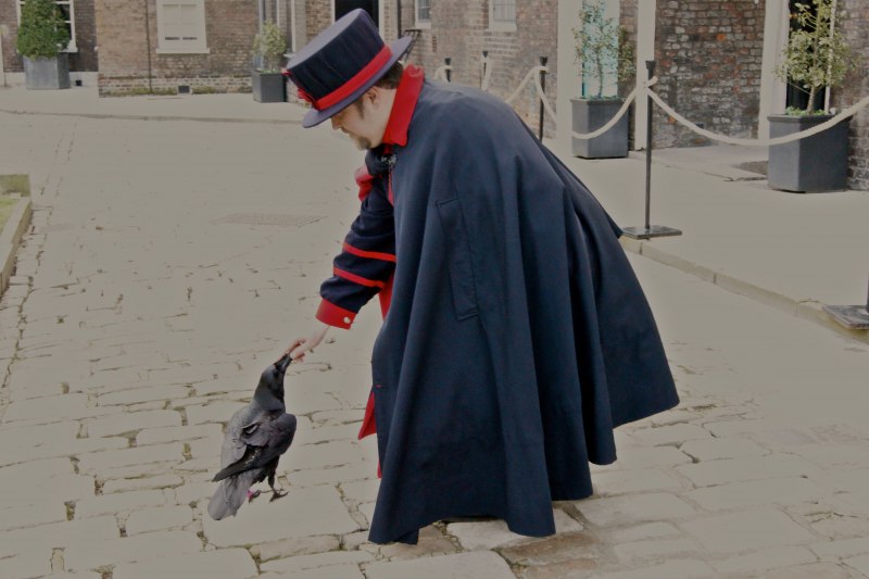 Золотой ворон фотография