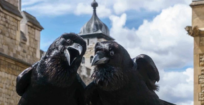Лондонский Тауэр вороны