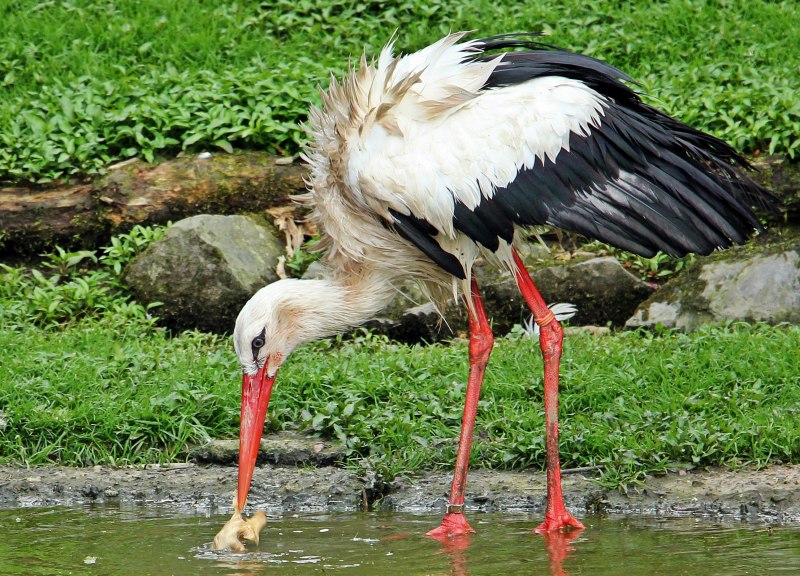 Аиста (Ciconia