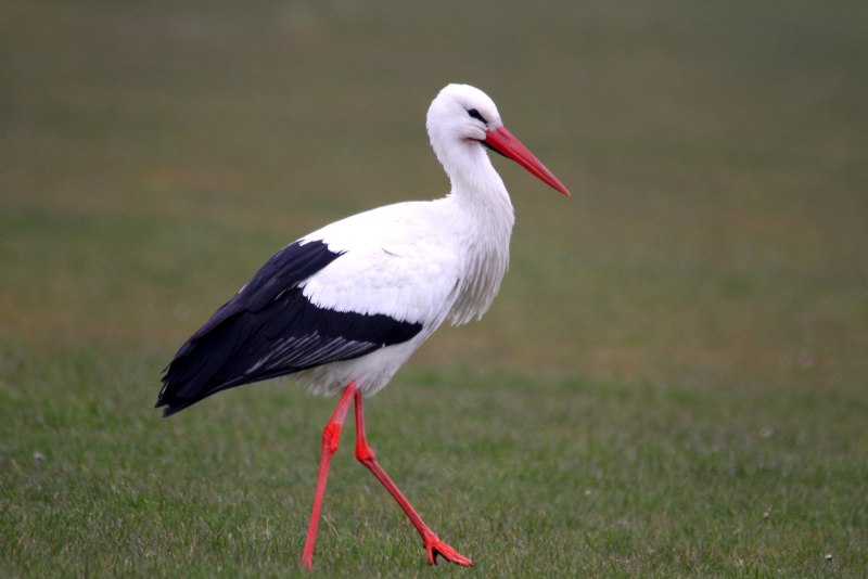 Белый Аист Ciconia Ciconia (l.)