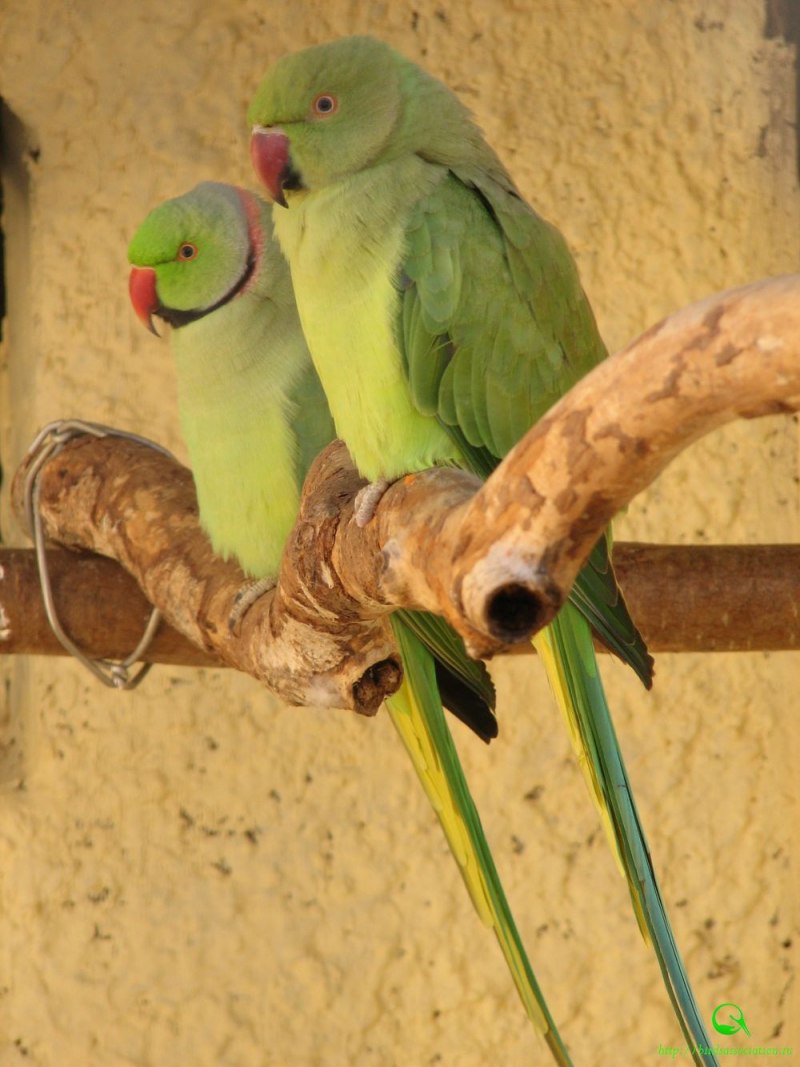 Myiopsitta monachus