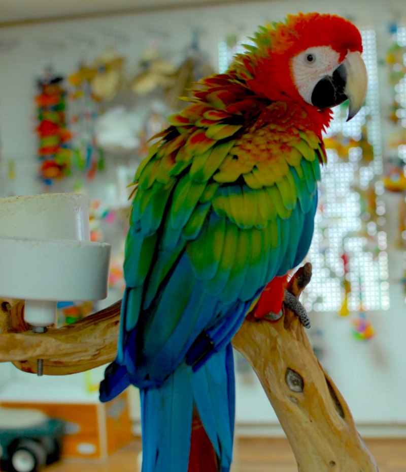 Краснощекий попугай (Amazona arausiaca)