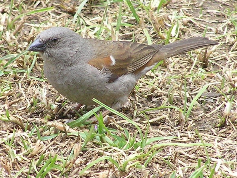 Вид Воробей полевой – passer montanus