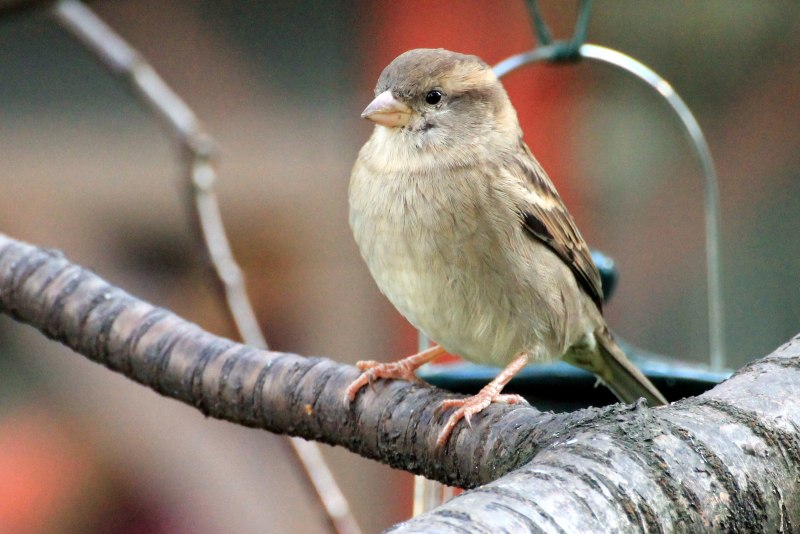 Внешний вид воробья