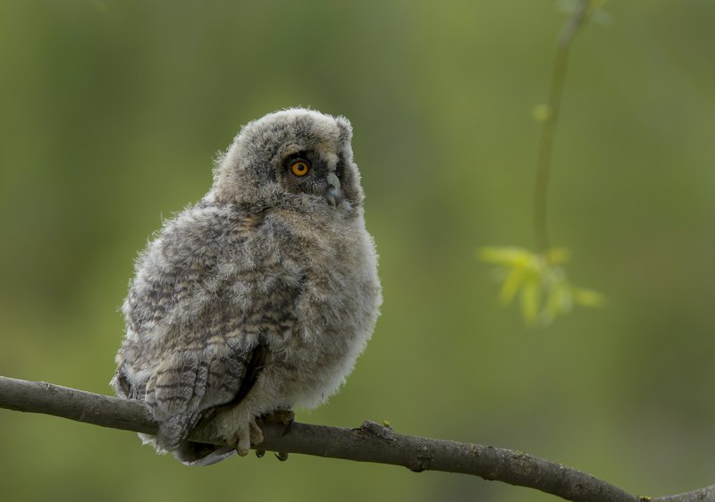 Ушастая Сова птенец