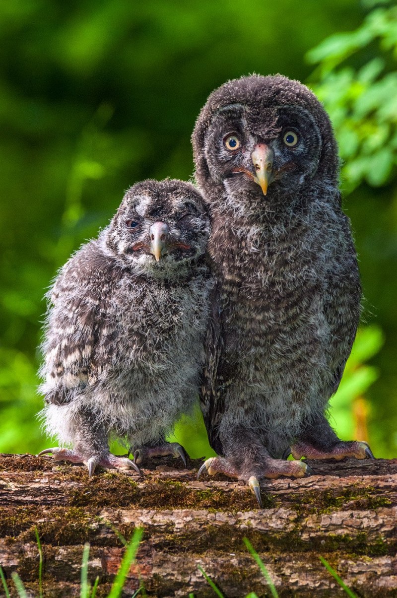 Птенец неясыти