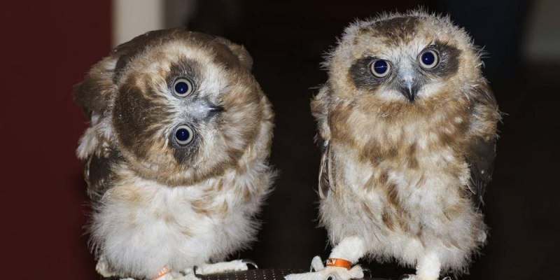 Птенец неясыти