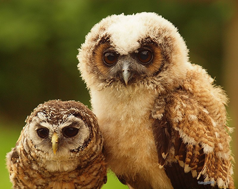 Птенцы Тито