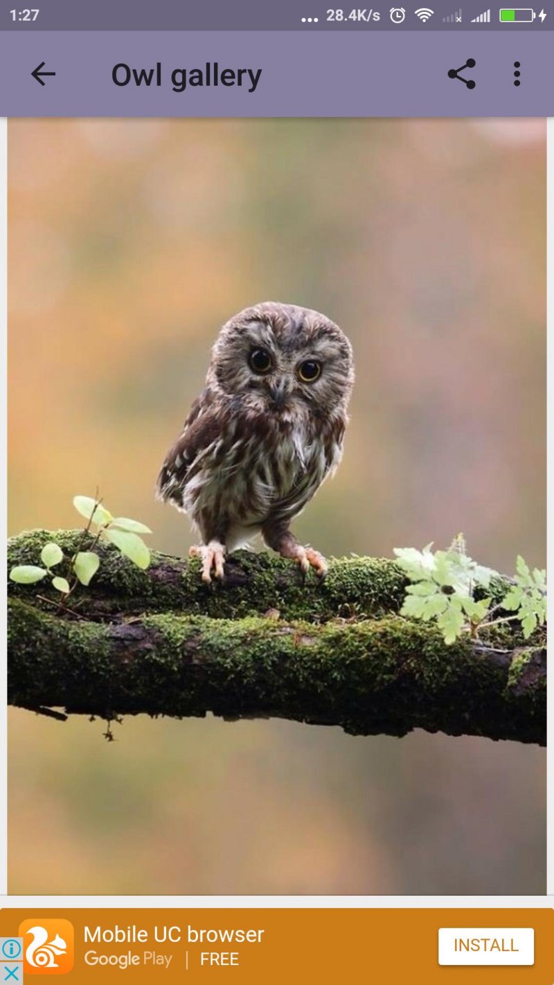 Милые Совята