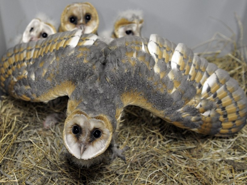 Североамериканский мохноногий Сыч