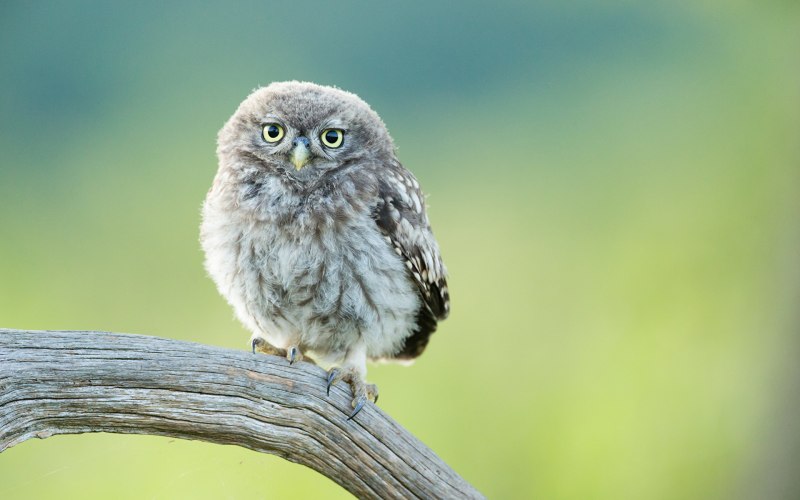 Птенец неясыти