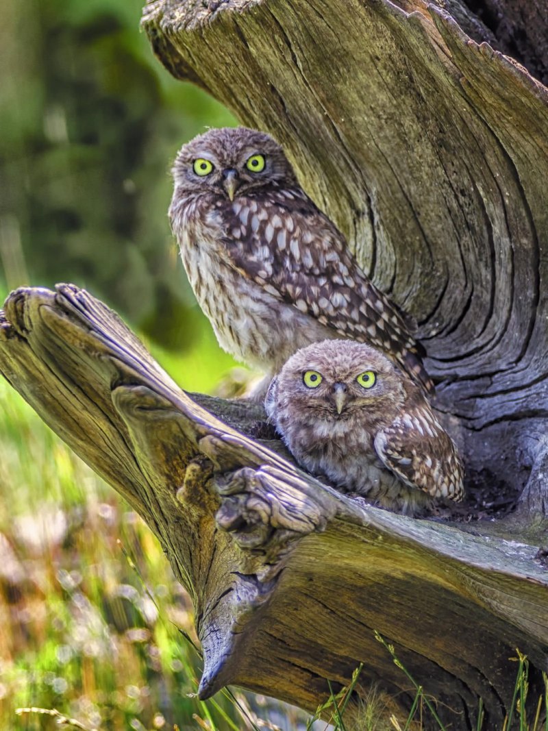 Сова с совятами