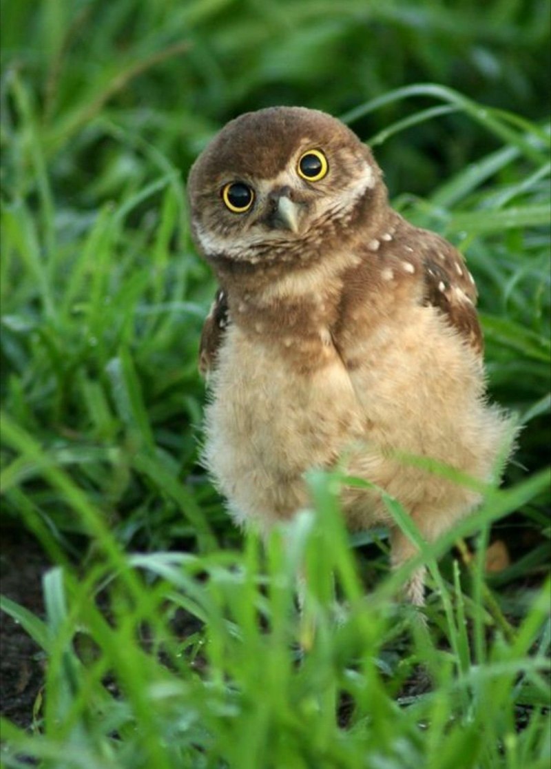 Кроличий Сыч птица