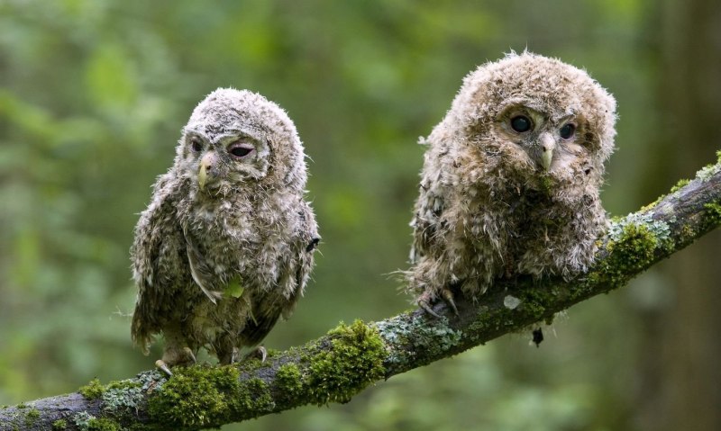 Слеток неясыти