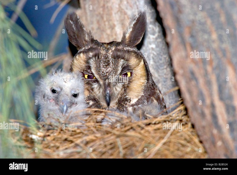 Птенцы совиных