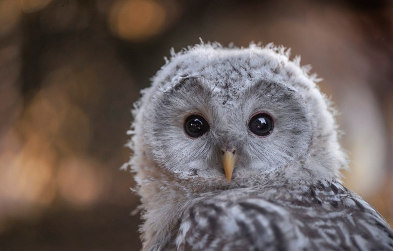 Картинка око леса Сова с совятами в гнезде