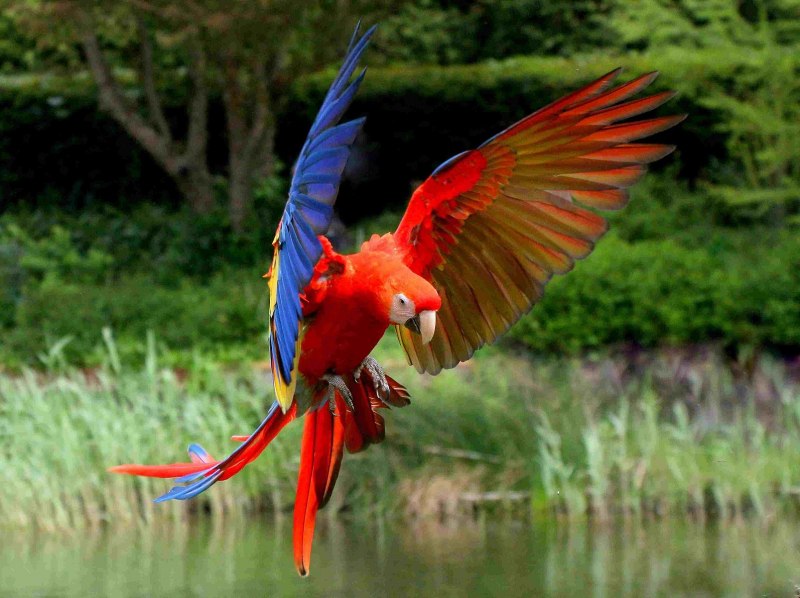 Scarlet Macaw