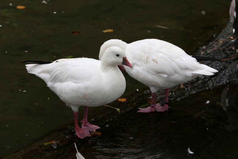 Гусь белый (Anser caerulescens hyperboreus)
