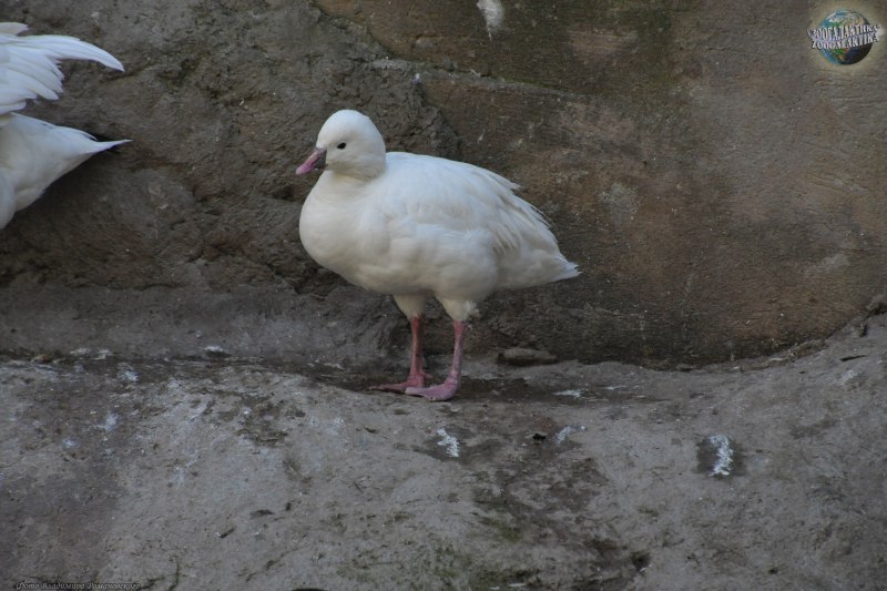 Белый Гусь Anser caerulescens