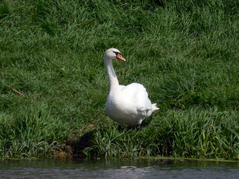 Малый белый Гусь (Anser caerulescens caerulescens)