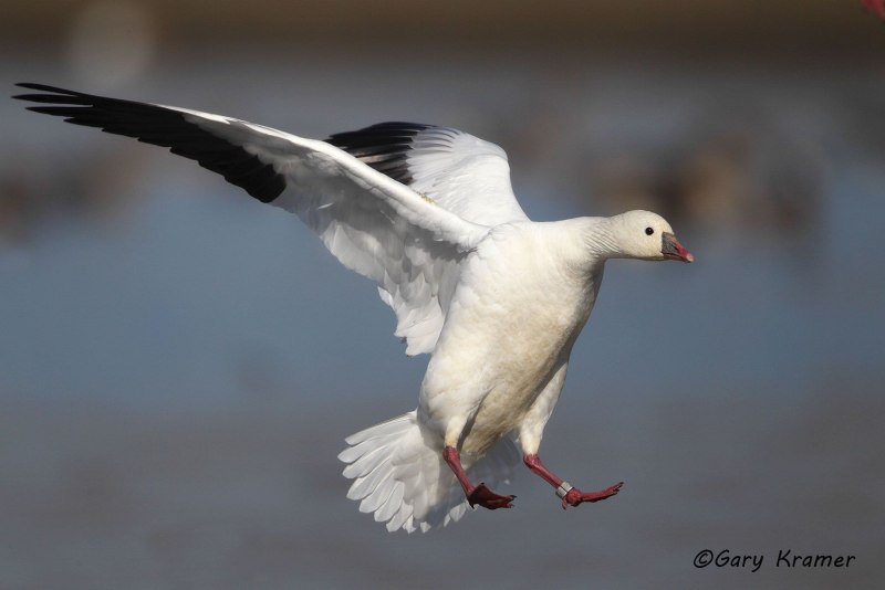 Белый Гусь Anser caerulescens