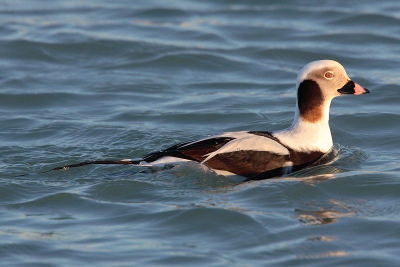 Морянка clangula hyemalis