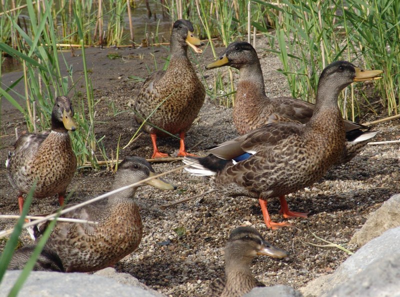 Ducks Diet