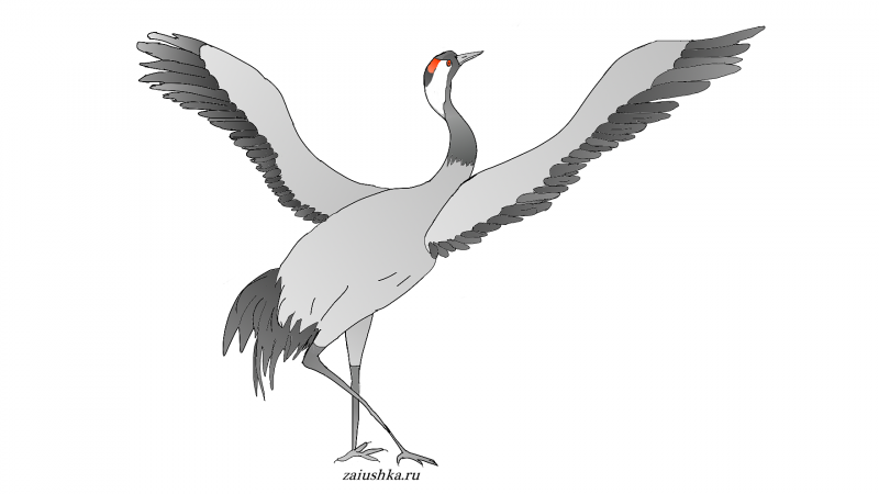 Журавль рисунок