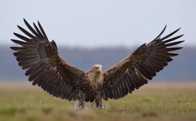 Могильник (Aquila heliaca)