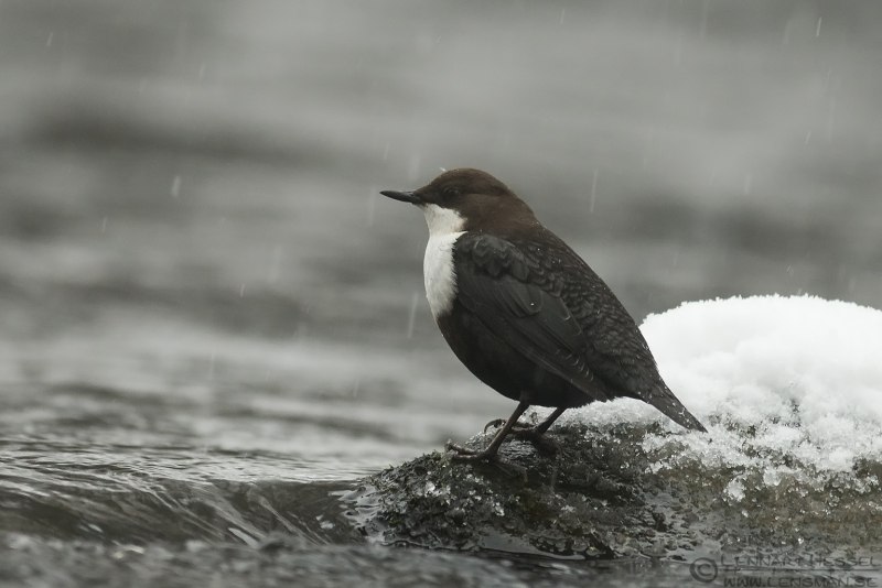 Водяной Воробей оляпка