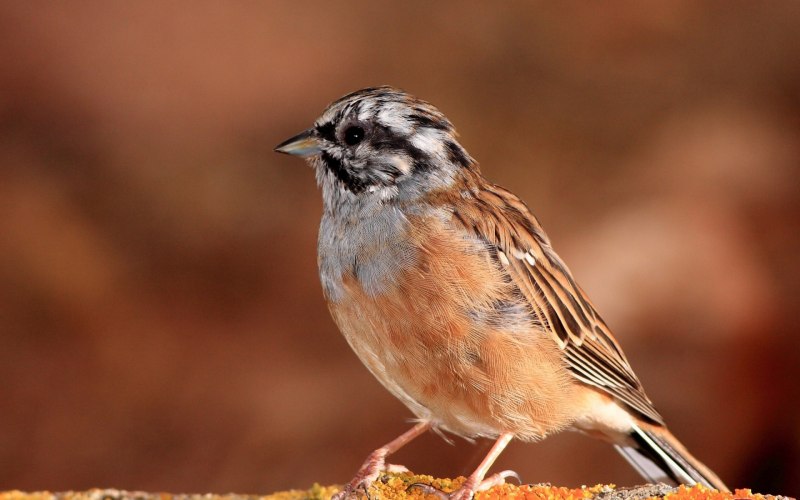 Вид Воробей полевой – passer montanus