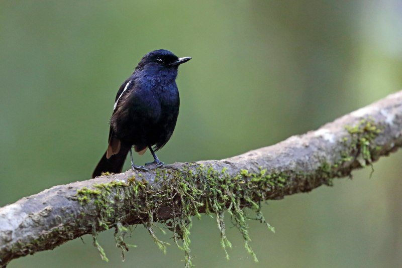 Copsychus saularis