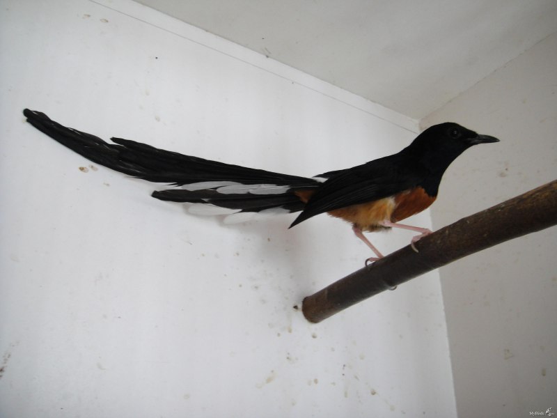 Copsychus saularis