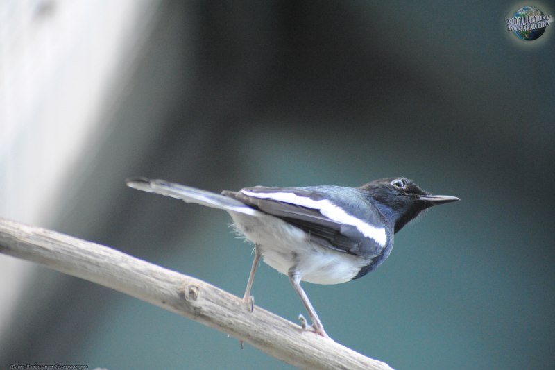 Stemonurus luzoniensis