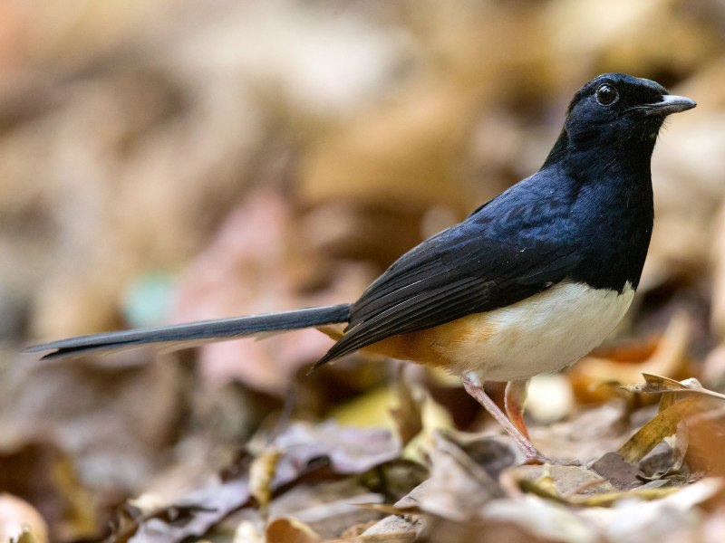 Stemonurus luzoniensis