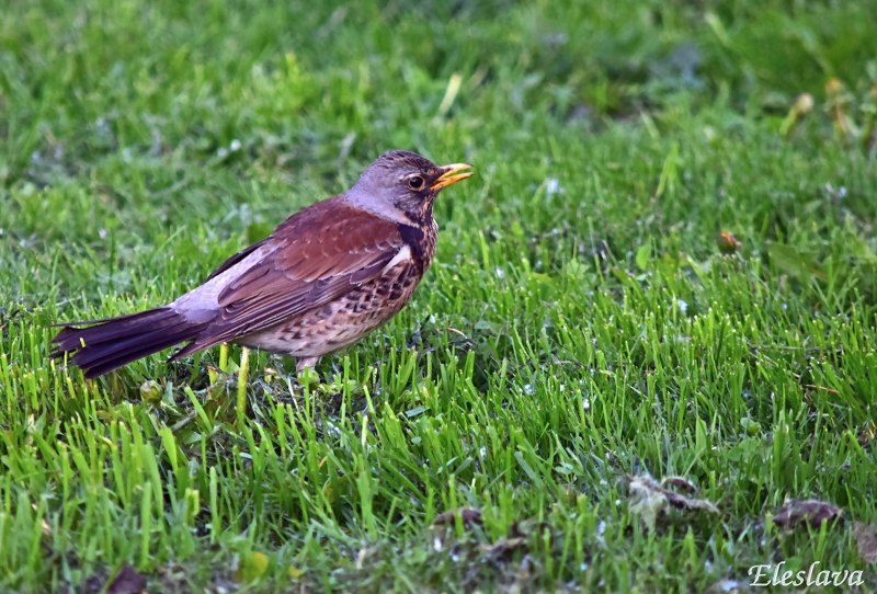 Blue Bird