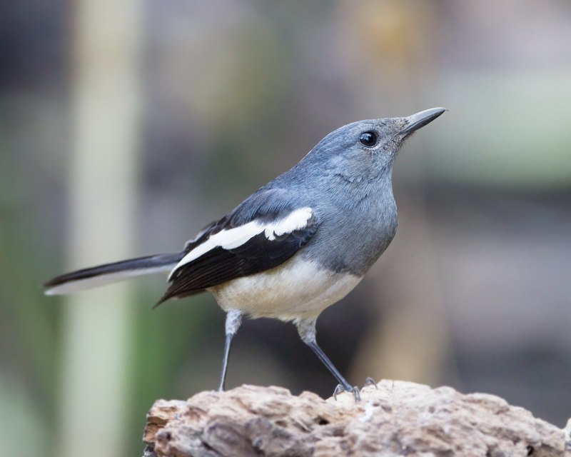 Oriental Magpie Robin