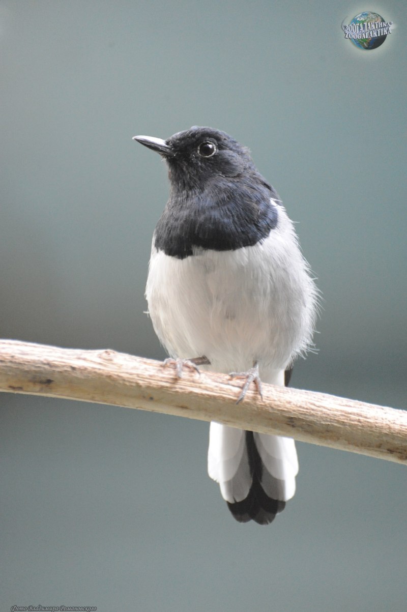 Oriental Magpie Robin
